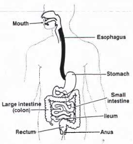 What is IBS